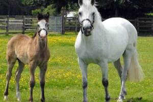 Horses at the Irish National Stud - Kildare Ireland