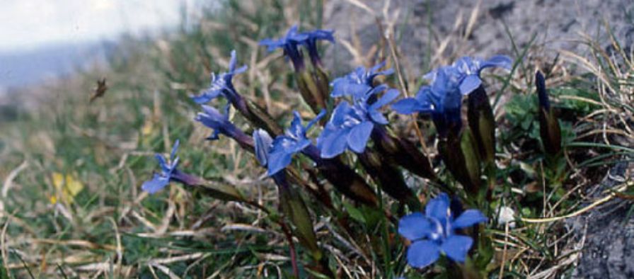Burren in Bloom